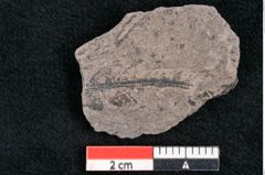 Foto (Detailansicht) von Dryandra comptoniaefolia Ettingshausen (NHMW-GEO-2024-0188-10192)